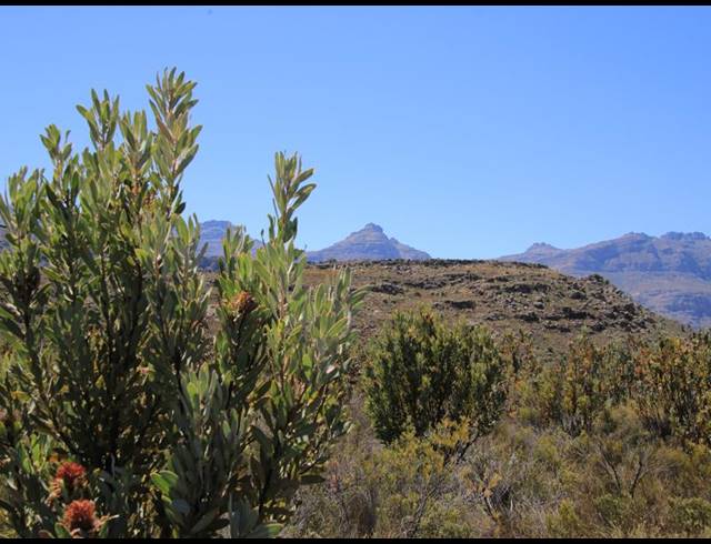 86HA FARM FOR SALE IN CERES RURAL